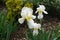 Group of 3 white flowers of bearded irises in May