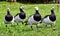 Group of 4 Barnacle geese Branta leucopsis side by side in a meadow