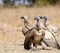 Group of 4 Cape Vultures