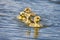 Group of 4  cute Canada Geese chicks swimming in line