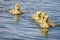 Group of 4  cute Canada Geese chicks swimming in line