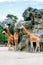 Group of 4 Giraffes standing around rock hill in the zoo