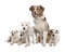 Group of 4 Parson Russell Terrier and a Australian