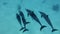 Group of 5 dolphins swim over sandy bottom. Spinner dolphins, Stenella longirostris, Underwater shot, follow shot, top view.