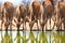 A group of 5 female kudu drinking at a waterhole with reflection in water
