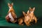 Group of abyssinian cats on dark green background