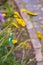 Group of Achillea Moonshine