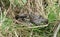 A group of Adders Vipera berus coiled together in the grass.