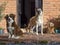 Group of adopted mongrel dogs by a door 2