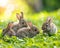 Group of adorable bunnies perched on a lush green meadow, AI-generated.