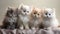 group of adorable cats