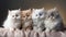 group of adorable cats