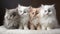 group of adorable cats