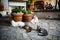 Group of adorable cats lounging on the ground, enjoying a relaxing moment in the garden.