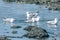 Group of adorable European herring gulls swimming in the lake by rocks