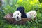 Group of adorable golden retriever puppies in the yard