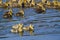 Group of Adorable Goslings Swimming in the Pond