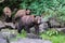 Group of adorable Grizzly bears (Ursus arctos horribilis) walking in a wilderness