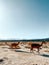 Group of adorable lamas wandering in the wilderness by Carachi Pampa Lagoon in Argentina