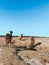 Group of adorable lamas wandering in the wilderness by Carachi Pampa Lagoon in Argentina