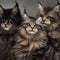 group of adorable lazy maine coon cats