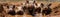 Group Of Adorable Piglets Playing In Mudfilled Pen. Panoramic Banner. Generative AI