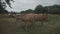 Group adult brown Limousin cow with herd of young gobies and cattle pasture in Brittany, France. Agriculture, dairy and