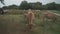 Group adult brown Limousin cow with herd of young gobies and cattle pasture in Brittany, France. Agriculture, dairy and