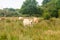 Group adult brown Limousin cow with herd of young gobies and cattle pasture in Brittany, France. Agriculture, dairy and