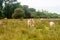 Group adult brown Limousin cow with herd of young gobies and cattle pasture in Brittany, France. Agriculture, dairy and