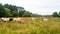 Group adult brown Limousin cow with herd of young gobies and cattle pasture in Brittany, France. Agriculture, dairy and