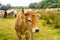 Group adult brown Limousin cow with herd of young gobies and cattle pasture in Brittany, France. Agriculture, dairy and