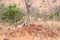 A group of adult cheetahs standing on a termite mount in the morning, preparing to hunt, in Kruger National Park, South Africa