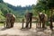 Group of adult elephants in Elephant Care Sanctuary, Chiang Mai province,