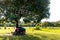 Group of adult friends playing board game in a garden in shade