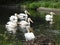 Group of adult pelicans are floating on river.