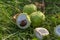 Group of Aesculus hippocastanum ripened spiny fruits called horse chestnuts, detail of brown conker nuts in the grass