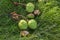 Group of Aesculus hippocastanum ripened spiny fruits called horse chestnuts, detail of brown conker nuts in the grass