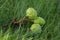 Group of Aesculus hippocastanum ripened spiny fruits called horse chestnuts, detail of brown conker nuts in the grass