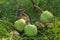 Group of Aesculus hippocastanum ripened spiny fruits called horse chestnuts, detail of brown conker nuts in the grass