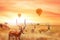 Group of african antelopes Eudorcas thomsonii in the African savanna against a beautiful sunset and air balloons. African fanta