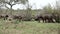 Group of african buffaloes