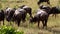 A group of African Buffaloes eating grass.