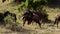 A group of African Buffaloes eating grass.