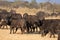 A group of african buffalos in savannah