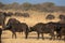 A group of african buffalos in savannah