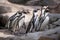 Group of African cute penguins also known as the or blac