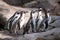 Group of African cute penguins also known as the or blac