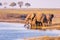 Group of African Elephants drinking water from Chobe River at sunset. Wildlife Safari and boat cruise in the Chobe National Park,