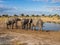 Group of African elephants drinking at water hole with safari tents of lodge in background, Botswana, Africa